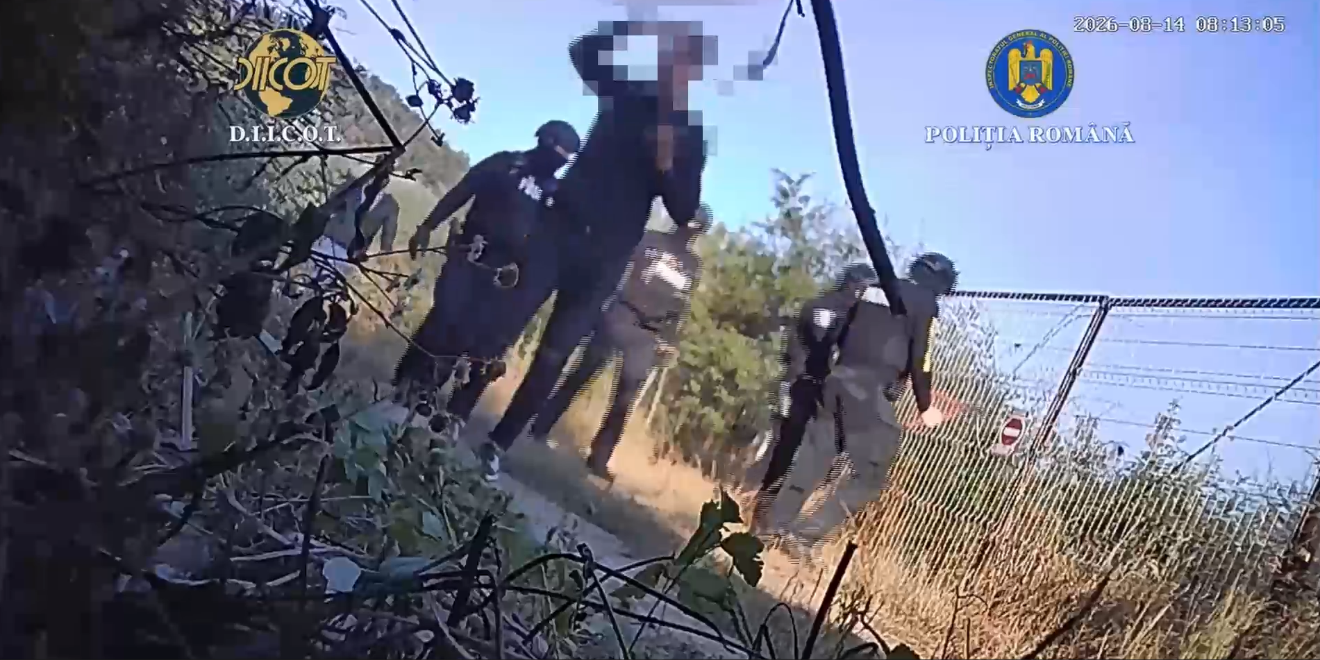 VIDEO | Doi bărbați, reținuți de DIICOT după ce ar fi cultivat 101 plante de canabis pe malul Mureșului, la Lipova