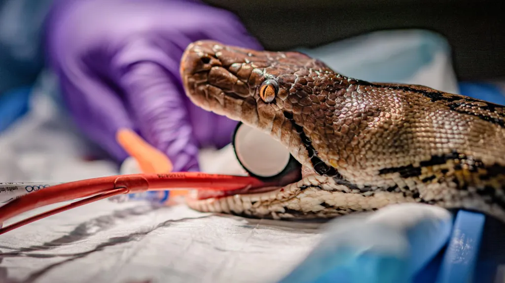 Premieră mondială la o grădină zoologică: Un piton a fost tratat de cancer cu o procedură folosită la oameni