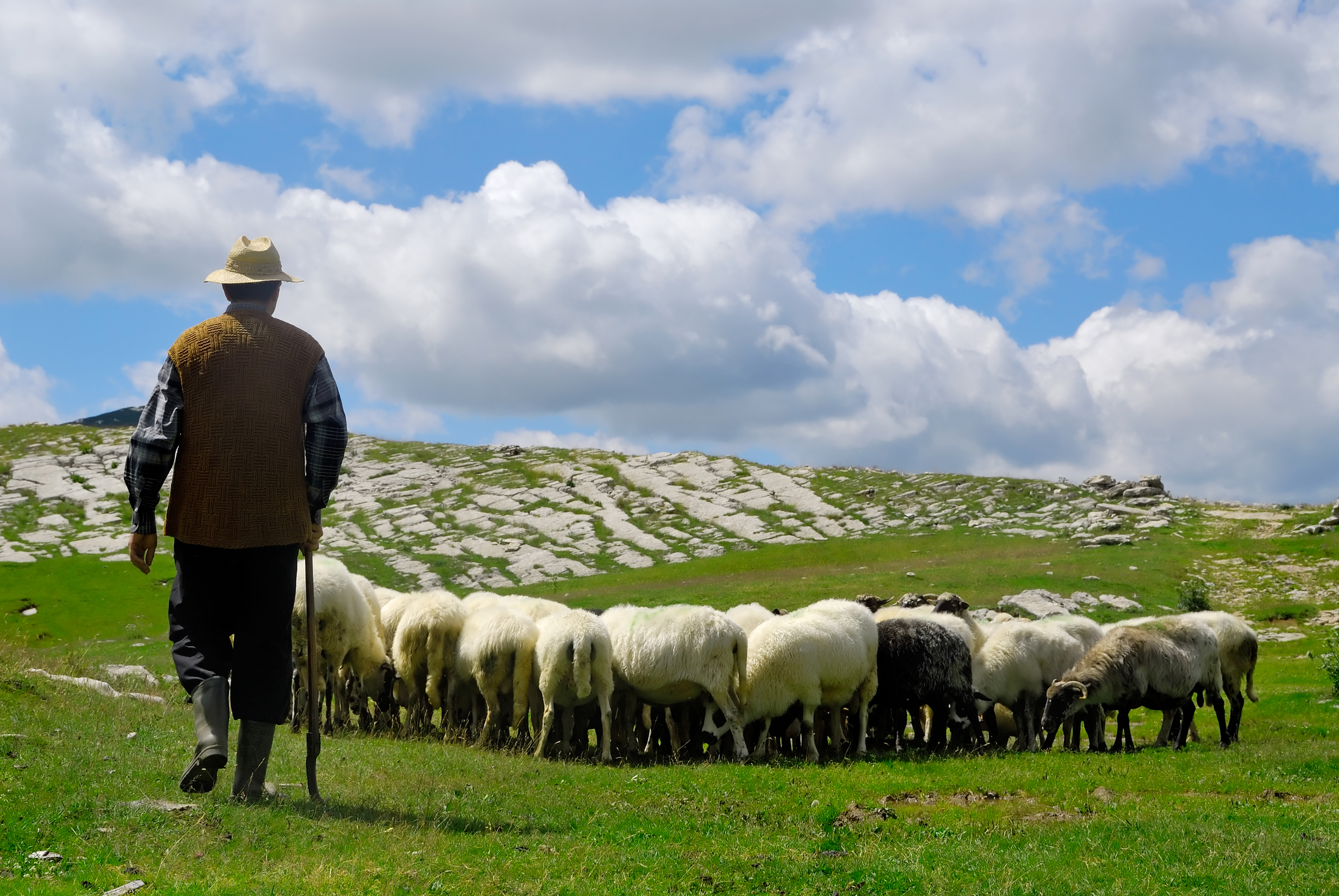 APIA plătește peste 49 de milioane de lei crescătorilor de animale. Pentru ce sunt acordați banii