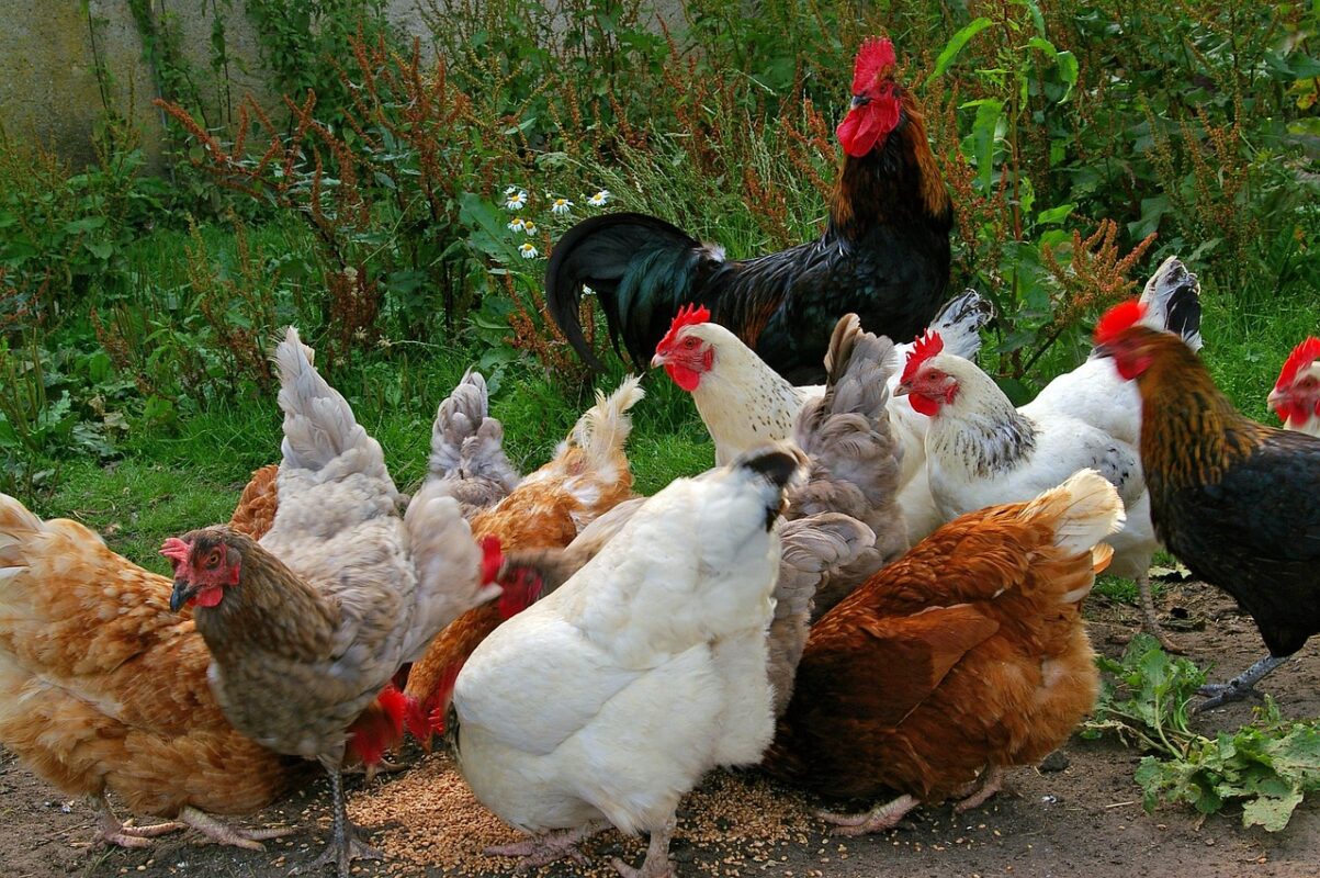 ANSVSA se alătură campaniei europene #NoBirdFlu pentru prevenirea gripei aviare