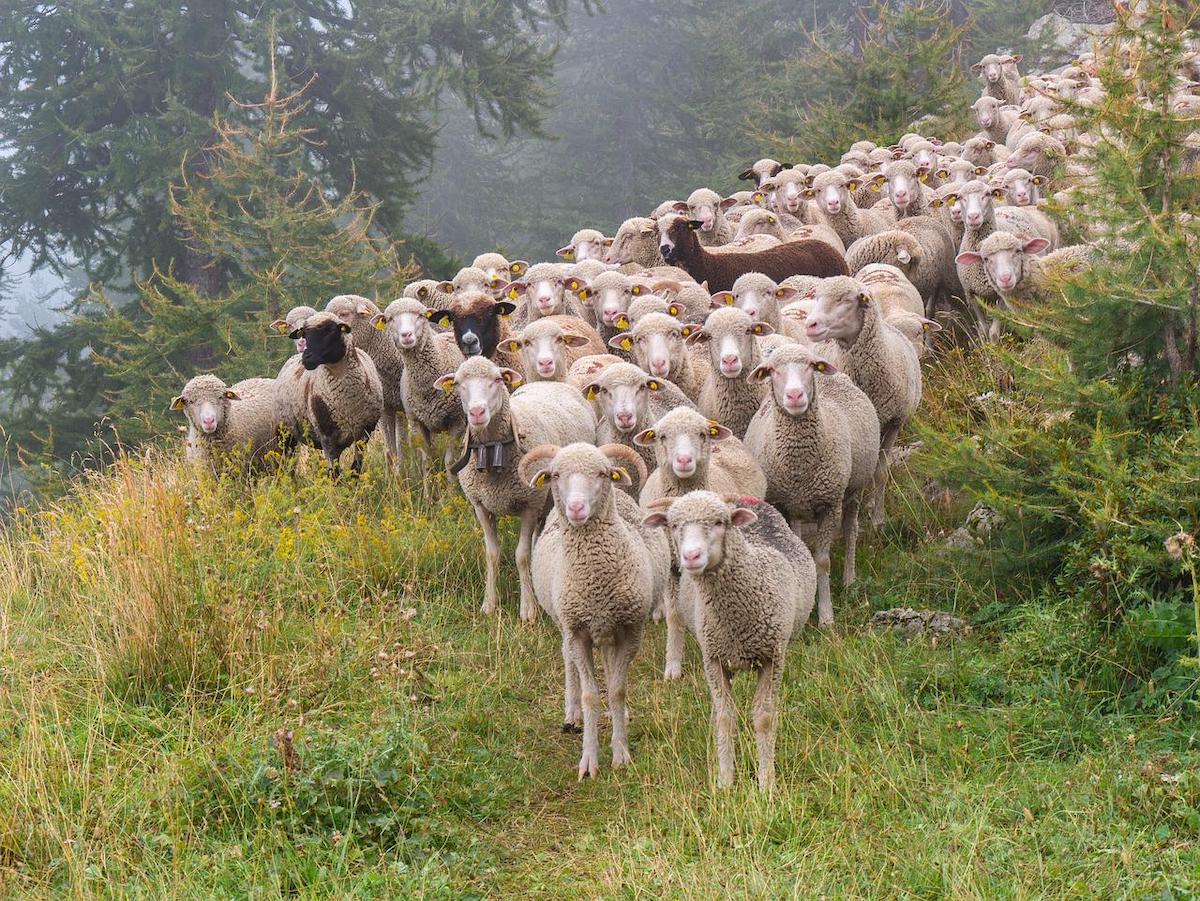 Europarlamentarul Daniel Buda (PNL): Exporturile de ovine s-ar putea debloca în maximum o lună / Comisia Europeană a înțeles situația României / Ne-a oferit gratuit peste 1,3 milioane de doze de vaccin